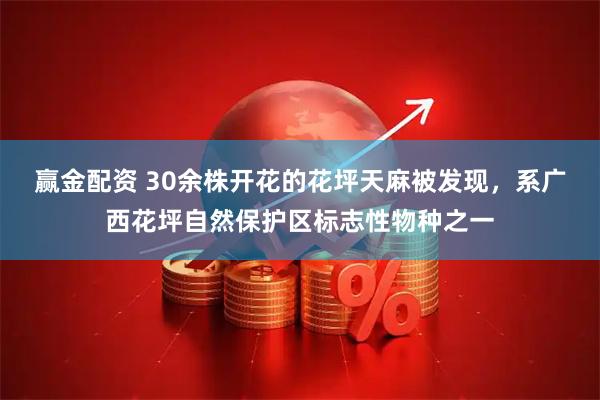 赢金配资 30余株开花的花坪天麻被发现，系广西花坪自然保护区标志性物种之一